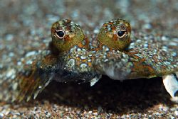 Bothus podas. North of Gran Canaria, Canary Islands, Spai... by Arthur Telle Thiemann 